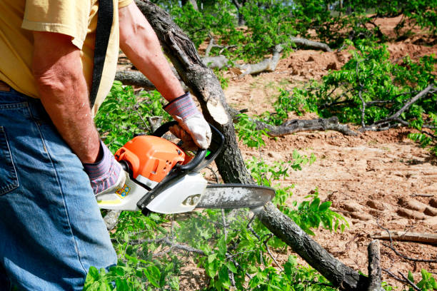 Best Storm Damage Tree Cleanup  in Clayton, NJ